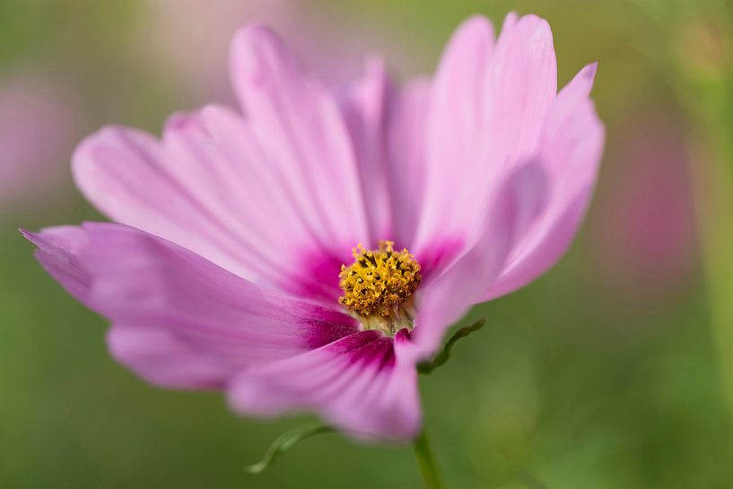 Rosa Anemone von Barbara Brolsma