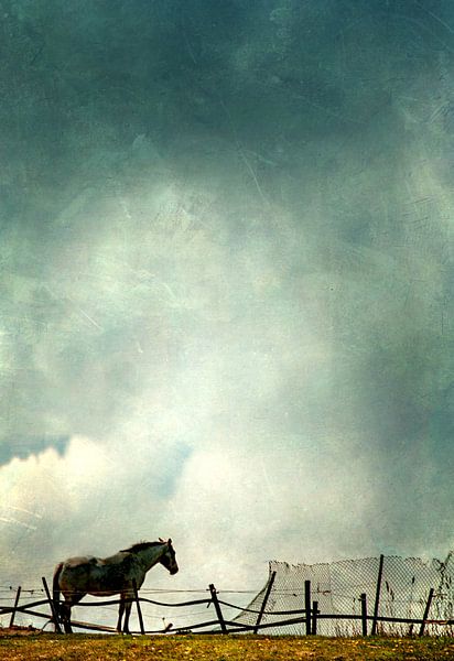 the horse by Vera Kämpfe