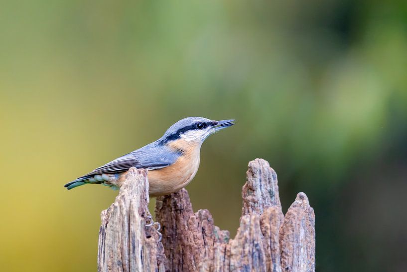 Boomklever (Sitta europaea) van Dirk Rüter