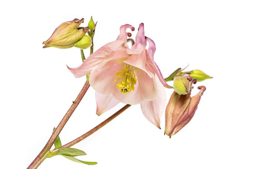 De bloem van de Akelei met witte achtergrond par Harrie Muis