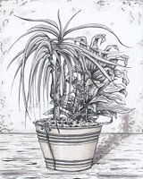 Zeichnung der Pflanzenmarker