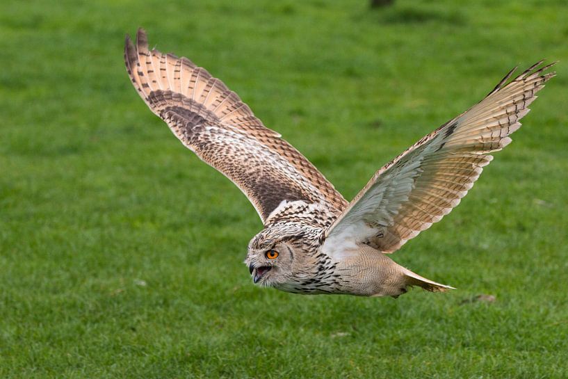 eagle owl by Joop Lassooij