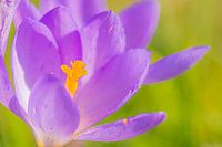 Krokus in Nahaufnahme