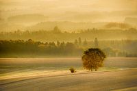 Mystische Landschaft im Nebel / mystical landscape in the fog
