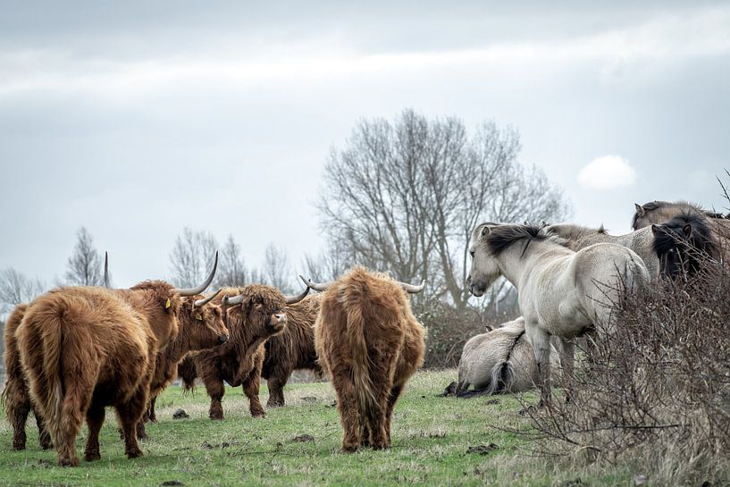Schottischer Hochlandbewohner im Naturschutzgebiet von Dirk van Egmond