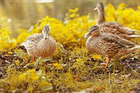 Niedliche Enten im Herbst