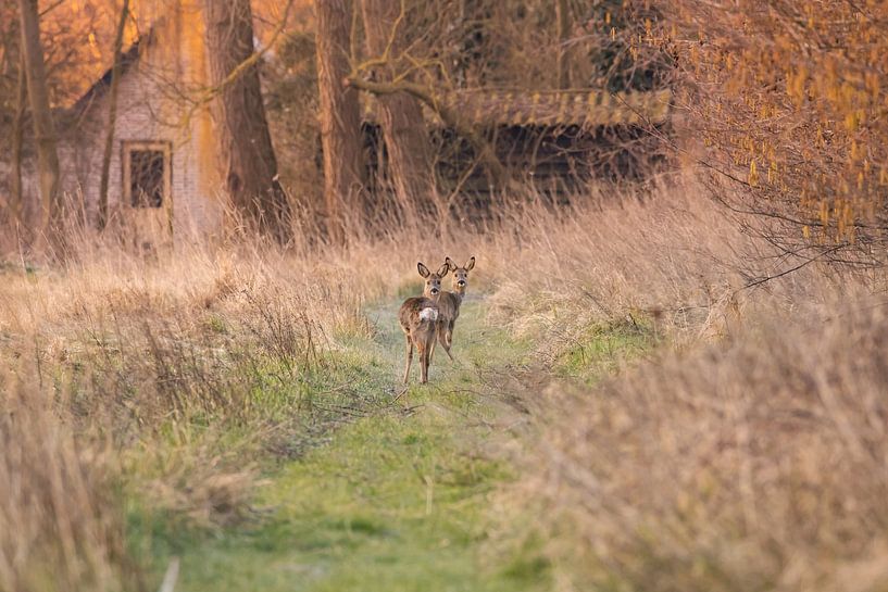 Zwei Rehböcke in der Morgensonne von Louise Poortvliet