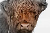 Kop kalf Schotse hooglander 2 kleurig
