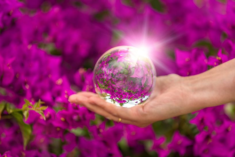 Bougainvillea von Thomas Herzog