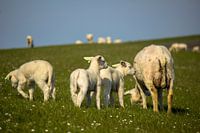 Lammetjes op de dijk