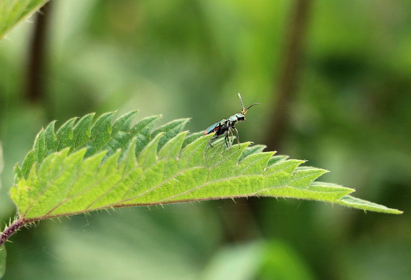 Trots kevertje by Samantha Smeets