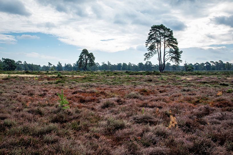 Landschaft Drents-Friese Wold von Jaap Mulder