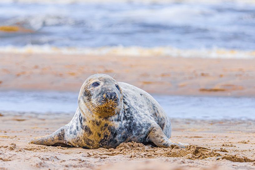 Seal on the beach by Yanuschka | Fotografie Noordwijk