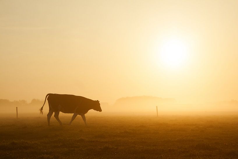 Koe in ochtendlicht by Monique Hassink