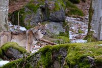 Wolf in Bavarian forest