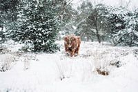 Highlander écossais dans la neige