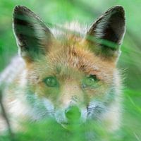Fuchs versteckt sich hinter dem Gras kurz vor einem Angriff auf Beute