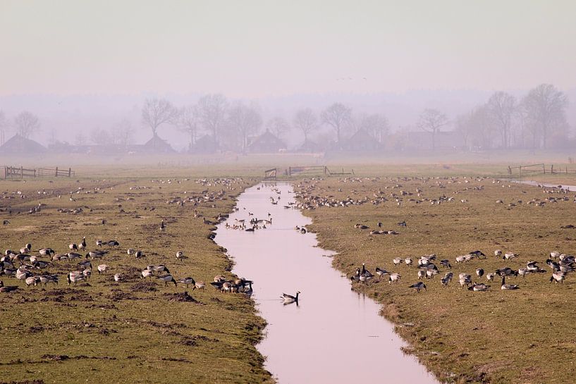Gänse im Eemnes-Polder von Robin Jongerden