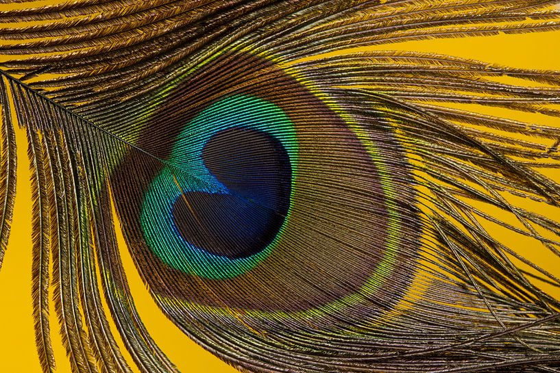 Eine Pfauenfeder mit einem warmen gelben Hintergrund von Marjolijn van den Berg