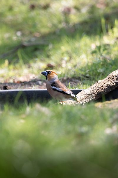 Hawfinch near the water | birdphotography in Dutch national park by Dylan gaat naar buiten