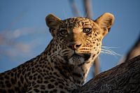 Léopard sur un arbre