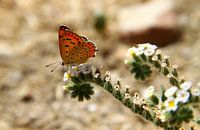 Oranje vrolijkheid 2