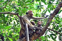 Une famille de singes dans l'arbre