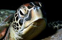 Meeresschildkröte (grüne Schildkröte)