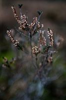 Close-up heather in winter - botanical interior