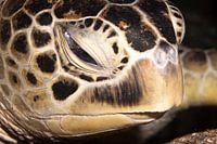 La tête d'une tortue de mer, L'île de Mabul en Malaisie