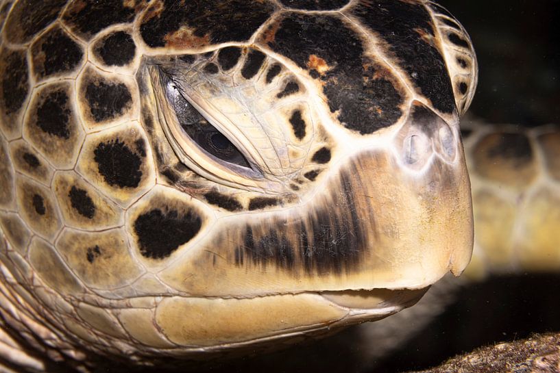 Meeresschildkröte kopf, Insel Mabul in Malaysia von Travel Tips and Stories
