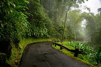 Der Regenwald kurz nach dem Regen