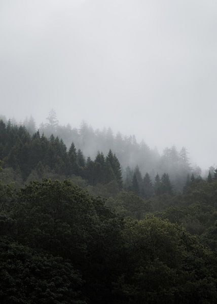 Morgennebel zwischen schottischen Bäumen von fromkevin