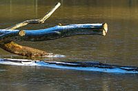 In Wasser gefrorenes Holz