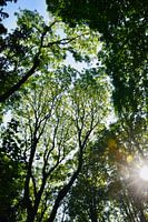 Sun through the trees