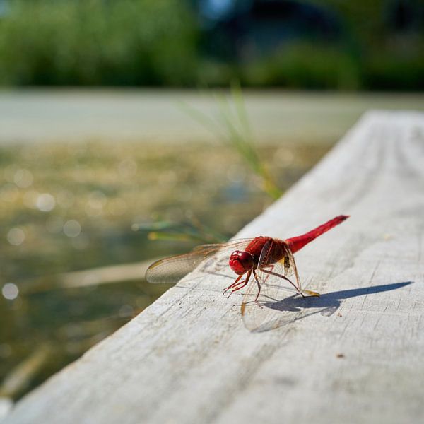 Libellule de feu rouge au bord d&#039;un lac par Heiko Kueverling