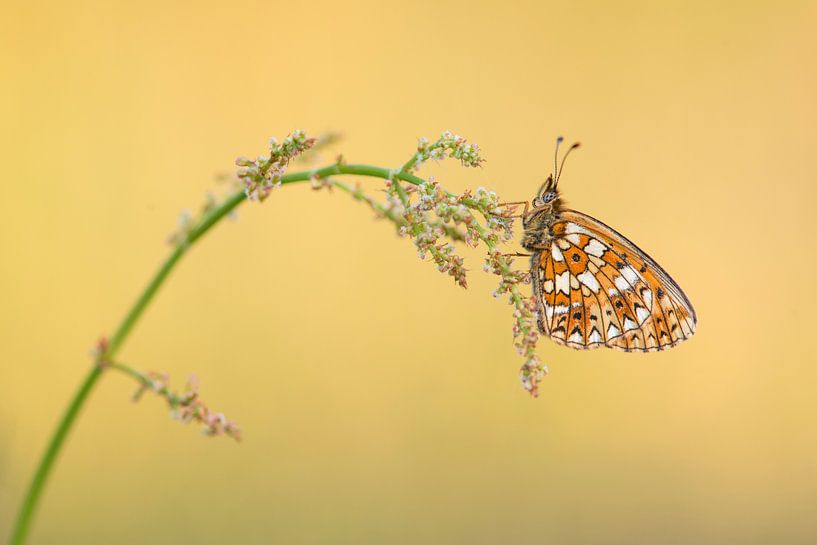 Silver Moon by Elles Rijsdijk