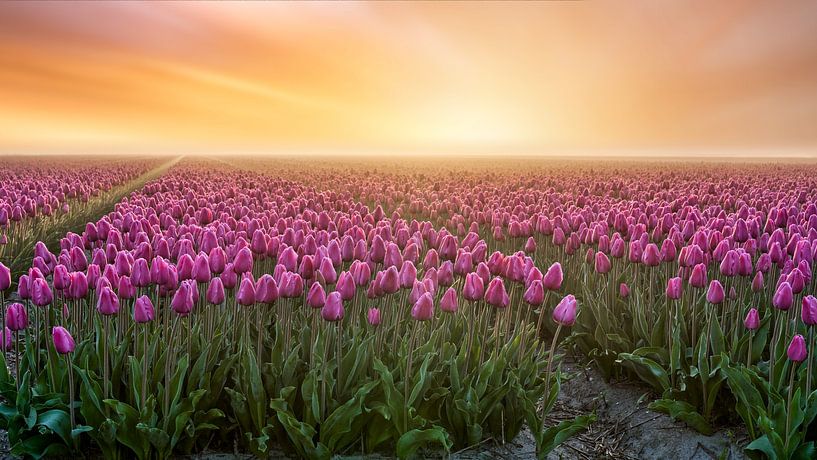 tulipes dans la brume au lever du soleil par eric van der eijkj