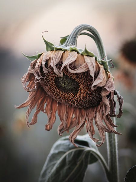 Withered sunflower in detail by Imperial Art House