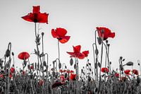 Mohnblumen in Mechelen