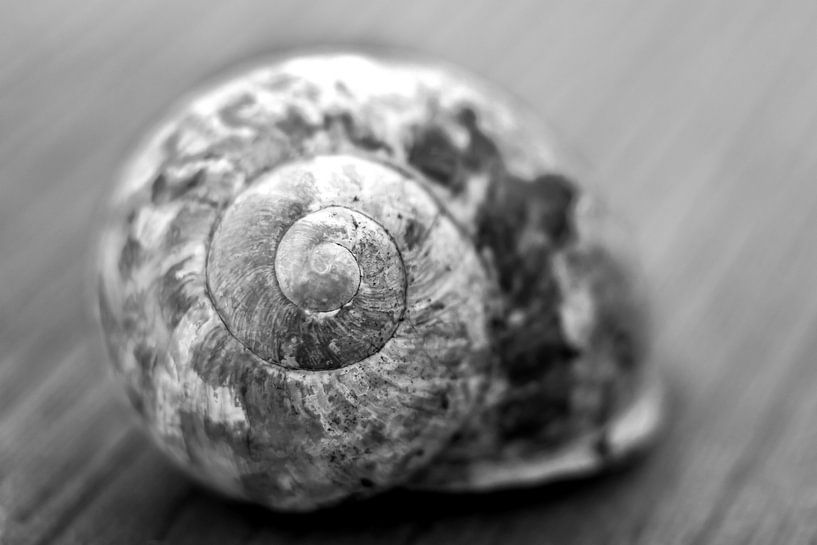 snail shell black and white by Lens Design Studio