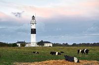 Kampen Sylt lighthouse with cows