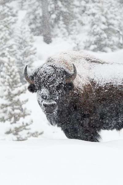 American bison ( Bison bison ) in winter, old bull covered with snow by wunderbare Erde