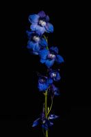 Larkspur flowers