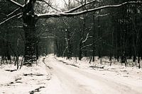 Sneeuw in het bos