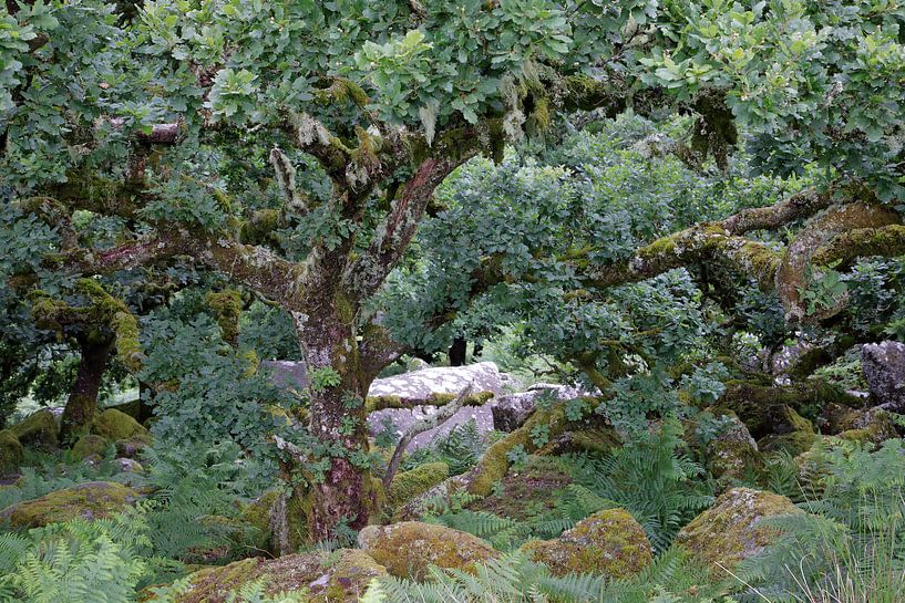 Wistmen&#039;s Wood 9 by Ralph Jongejan