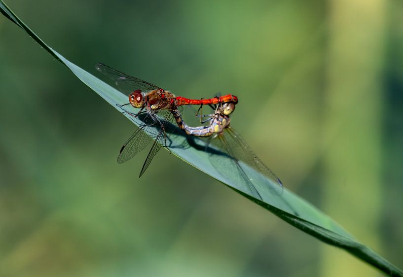 Libelle von Merijn Loch