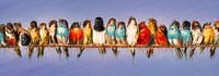 All the colourful birds
