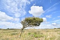 gebogen door de wind
