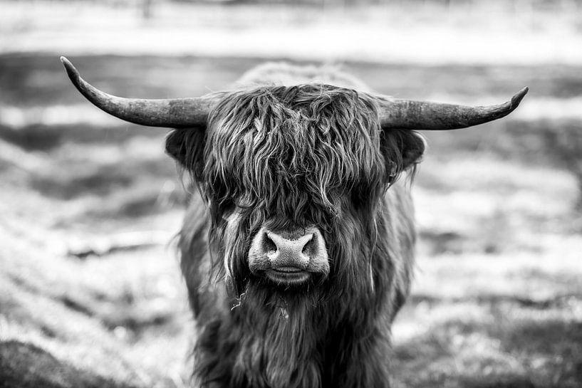 Scottish Highlander by Nathalie Bauland